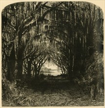 'Bonaventure Cemetery', 1872.  Creator: John Filmer.