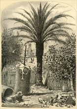 'Scene in St. Augustine - The Date Palm', 1872.  Creator: John J. Harley.