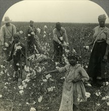 'A Typical Texas Cotton Field at Picking Time', c1930s. Creator: Unknown.