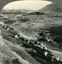 'A Sheep Ranch in the Northwest Country - Idaho', c1930s. Creator: Unknown.