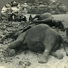 'A Night's Bag - an Elephant Hunt in Africa', c1930s. Creator: Unknown.