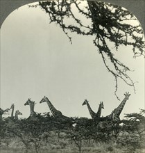 'Giraffes in the Kruger National Park, Transvaal, the Game Sanctuary of South Africa', c1930s. Creator: Unknown.