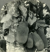 'Tropical Fruit as it Grows on the Island of Java', c1930s. Creator: Unknown.