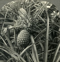 'Hawaiian Pineapple, "the King of Fruits", Ready for Picking', c1930s. Creator: Unknown.
