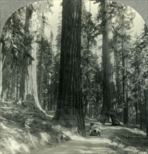 'The Wawona Tunnel, Tree and Surrounding Forest, Mariposa Grove, Yosemite Nat. Park, Calif.', c1930s Creator: Unknown.