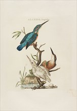 Nederlandsche vogelen: volgens hunne huishouding, aert, en eigenschappen, 1770-1829. Creator: Nozeman, Cornelius (1720-1786).