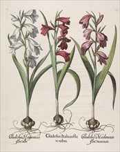 Gladiolus italicus flore rubro, 1613. Creator: Besler, Basilius (1561-1629).