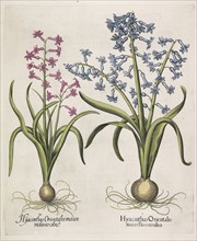 Hyacinthus orientalis , 1613. Creator: Besler, Basilius (1561-1629).
