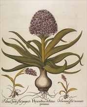 Hyacinthus stellatus, 1613. Creator: Besler, Basilius (1561-1629).