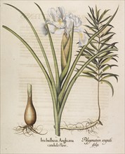 Iris bulbosa Anglicana, 1613. Creator: Besler, Basilius (1561-1629).