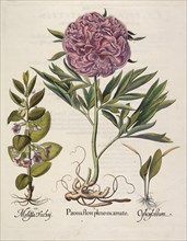 Paeonia flore pleno, 1613. Creator: Besler, Basilius (1561-1629).