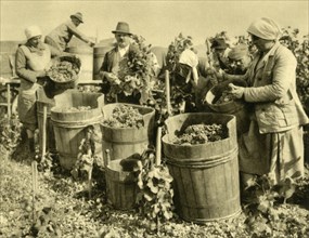 Wine harvest near Baden bei Wien, Lower Austria, c1935. Creator: Unknown.