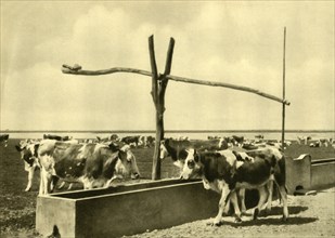 Cattle drinking at a trough, Burgenland, Austria, c1935. Creator: Unknown.