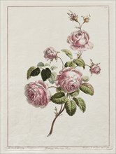 A Collection of Flowers Drawn after Nature - Cabbage Province Rose, 1801. Creator: John Edwards (British).
