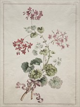 A Collection of Flowers Drawn from Nature: No. 6 - Scarlet and Variegated Geranium, 1801. Creator: John Edwards (British).