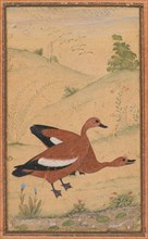 A pair of Brahminy ducks, c. 1595; borders added probably 1800s. Creator: Unknown.