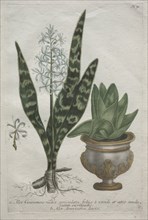 Aloes. Creator: Bartholomaus Seutter (German, 1678-1754); Johann Jakob Haid (German, 1704-1767).