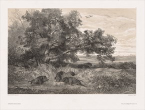 Animals and Landscape after Nature: Wild Boar in a Pond, c. 1850. Creator: Karl Bodmer (Swiss, 1809-1893).