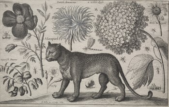 Animals and Plants: Leopard with Plants and Insects, 1662. Creator: Wenceslaus Hollar (Bohemian, 1607-1677).