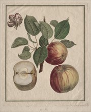 Apple with Leaf and Fruit Blossom, 1768. Creator: Henri Louis Duhamel du Monceau (French, 1700-1782).