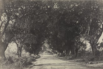 Avenue of the Banian Trees, Seringham, India, 1858. Creator: Captain Linnaeus Tripe (British, 1822-1902); Madras Presidency.