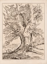 Beech in Windsor Forest, 1805. Creator: William Alfred Delamotte (British, 1775-1863).