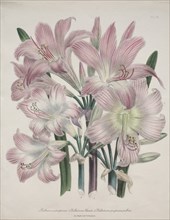 Belladonna Lily: Amaryllis belladonna. Creator: Jane Loudon (British, 1807-1858).