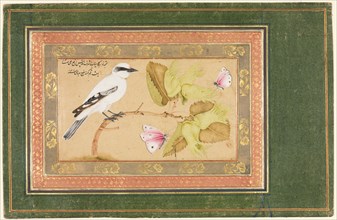 Black and White Bird Perched on a Shrub, 1651-1652. Creator: Shafi' Abbasi (Iranian).