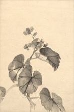 Branch of Begonia in Bloom. Creator: Kono Bairei (Japanese, 1844-1895).