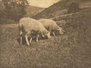 Camera Work: Sheep, 1906. Creator: Hans Watzek (Austrian, 1848-1903).