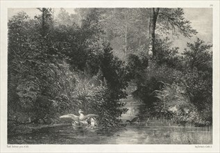 Canards (Ducks) . Creator: Karl Bodmer (Swiss, 1809-1893).