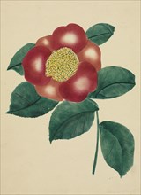 Chinese Flower. Creator: Mary Altha Nims (American, 1817-1907).