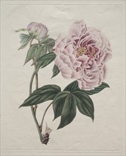 Chinese Tree Peony (Paeonia suffruticosa), c. 1820. Creator: Smith (British).