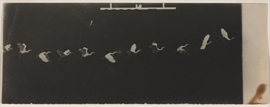 Chronophotograph of a Flying Heron. Creator: Étienne-Jules Marey (French, 1830-1904).
