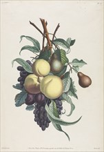 Collection des fleurs et des fruits: Branches de rousselet, pêche, prune et raisin, 1805. Creator: Jean Louis Prévost.