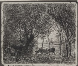 Cows in the Woods, original impression 1862, printed in 1921. Creator: Charles François Daubigny (French, 1817-1878).