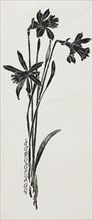 Daffodils. Creator: Harry Fenn (American, 1838/45-1911).