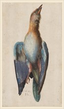 Dead Blue Roller, 1583. Creator: Hans Hoffmann (German, 1545/50-1591/92).