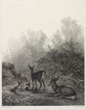 Deer at Rest. Creator: Karl Bodmer (Swiss, 1809-1893).