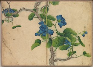 Desk Album: Flower and Bird Paintings (Climbing Blue Flowers), 18th Century. Creator: Zhang Ruoai (Chinese).