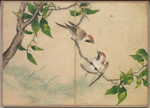 Desk Album: Flower and Bird Paintings (Gossiping Sparrows), 18th Century. Creator: Zhang Ruoai (Chinese).