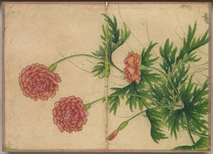 Desk Album: Flower and Bird Paintings (Peony), 18th Century. Creator: Zhang Ruoai (Chinese).