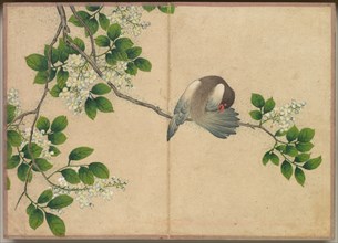 Desk Album: Flower and Bird Paintings (Preening Bird), 18th Century. Creator: Zhang Ruoai (Chinese).