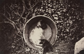 Dog and Puppy in Barrel, late 1870's. Creator: Auguste Giraudon's Artist (French).