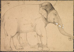 Drawing of an Elephant, c. 1700. Creator: Unknown.
