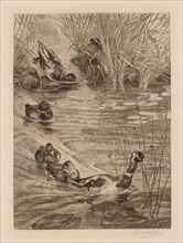 Ducks at play, c. 1870. Creator: Félix Bracquemond (French, 1833-1914).