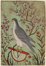 Falcon on a Perch, c. 1610. Creator: Unknown.