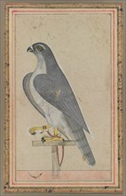 Falcon, c. 1770. Creator: Unknown.