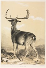 Fallow Deer. Creator: William Barraud (British, 1810-1850); Henry Barraud (British, 1811-1874), and.