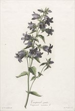 Fleurs dessinées daprès nature: Campanule gantelée, c. 1800. Creator: Gerard van Spaendonck (Dutch, 1746-1822).